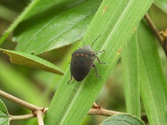 Solenosthedium chinense