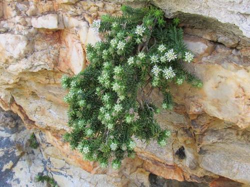 Stilbe rupestris (Stilbe rupestris)