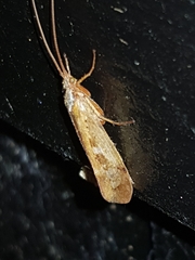 Limnephilus marmoratus