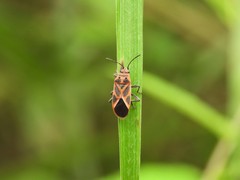 Graptostethus servus