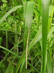 Baculomia
