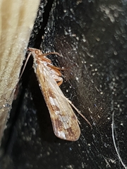 Limnephilus marmoratus