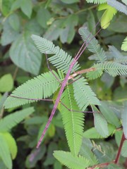 Baculomia