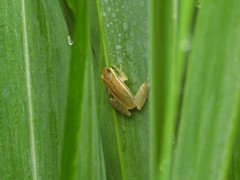 Rohanixalus hansenae