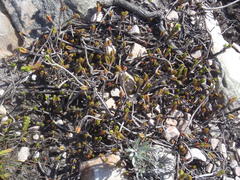 Crassula ericoides ericoides