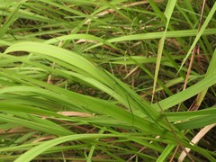 Baculomia siamensis