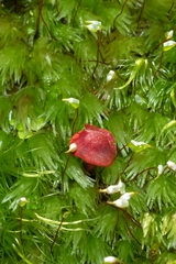 Dermocybe
