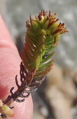 Crassula ericoides ericoides