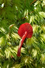 Dermocybe