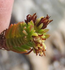 Crassula ericoides ericoides