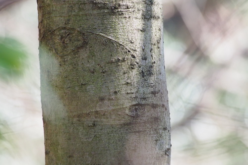 Ilex chinensis, photograph 3