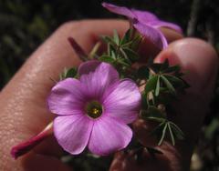 Oxalis heterophylla