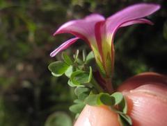 Oxalis heterophylla