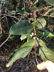 Acokanthera oppositifolia