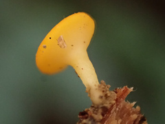 Dicephalospora rufocornea