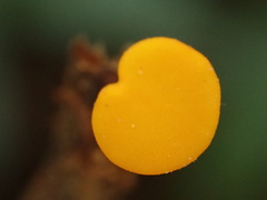 Dicephalospora rufocornea