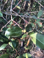 Acokanthera oppositifolia