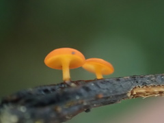 Dicephalospora rufocornea