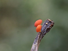 Dicephalospora rufocornea