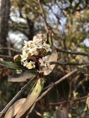Acokanthera oppositifolia