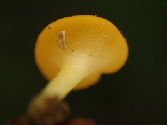 Dicephalospora rufocornea