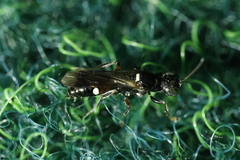 Alysson spinosus