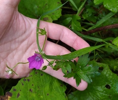 Geranium palustre