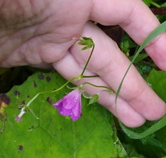 Geranium palustre