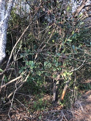 Acokanthera oppositifolia