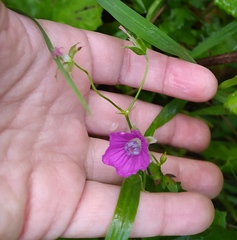 Geranium palustre
