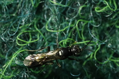 Alysson spinosus