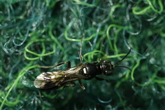 Alysson spinosus