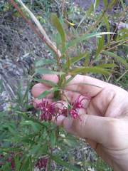 Grevillea diffusa