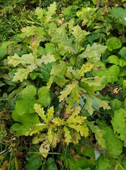 Quercus robur