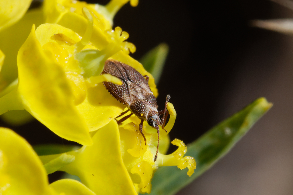 Oncochila simplex