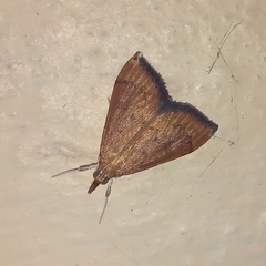 Udea ferrugalis