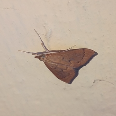 Udea ferrugalis