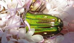 Leucocelis aeneicollis