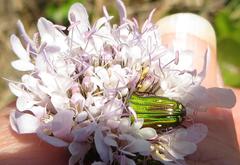 Leucocelis aeneicollis