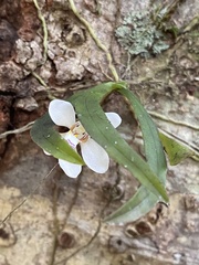 Sarcochilus falcatus