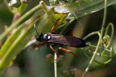 Ichneumonidae