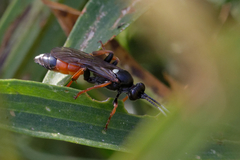 Ichneumonidae
