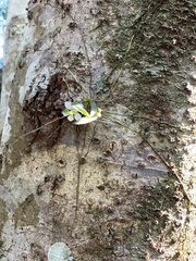 Sarcochilus falcatus