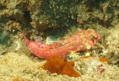 Synchiropus stellatus