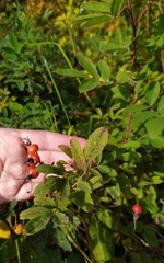 Rosa