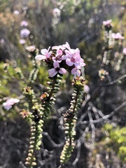 Adenandra rotundifolia