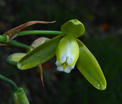 Albuca juncifolia