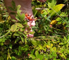 Rosa