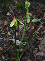 Albuca juncifolia