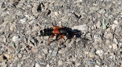 Platydracus stercorarius